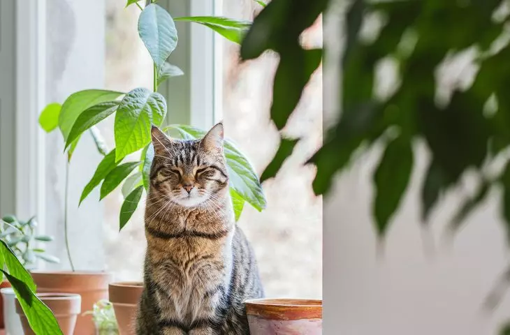 Investor's feline roommate