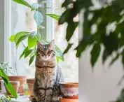 Kocia współlokatorka inwestora