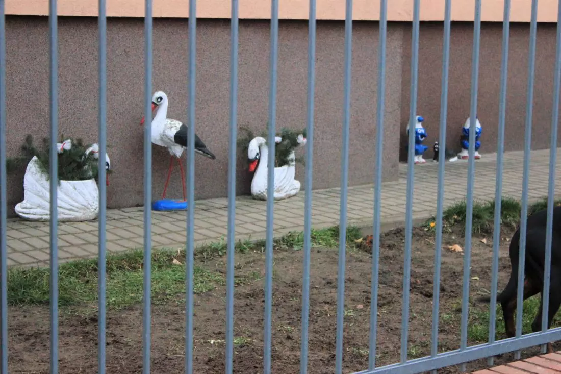 zza ogorodzeń często
widać zdobiące ogród figurki z gipsu lub kompozycje z opon