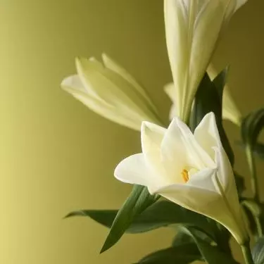Color of the Year 2026 symbolizes resilience, adaptability and optimism