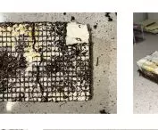 fungus