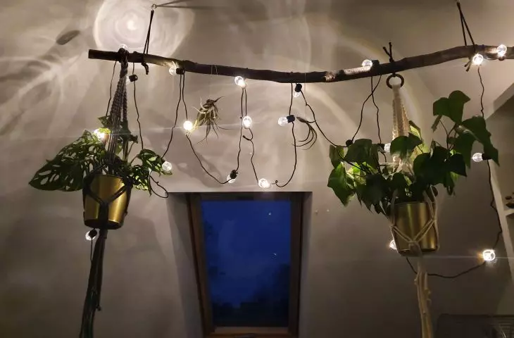 The jungle at home