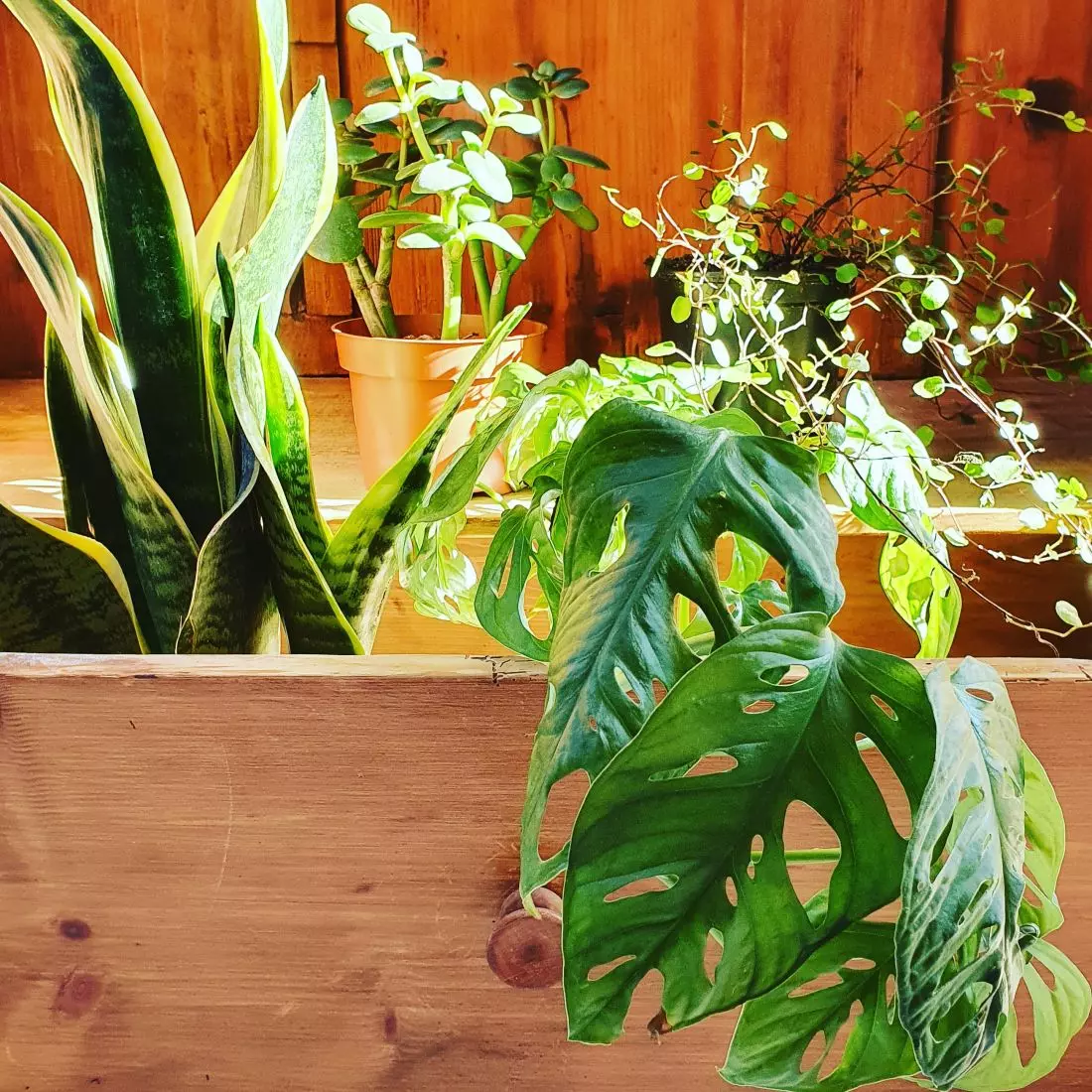 projekt FlowerShop