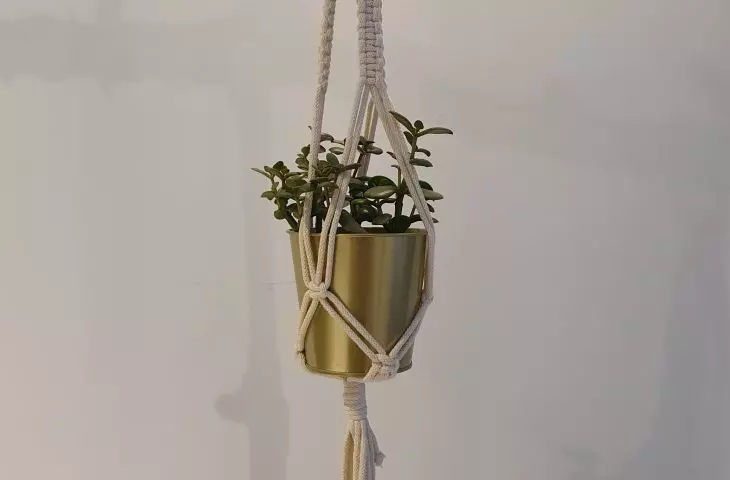 The jungle at home