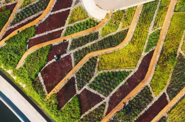 Organic rooftop farm in Thailand