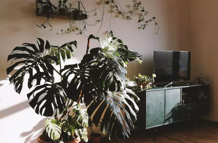 Polish Jungle
