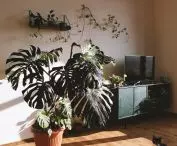 Polish Jungle
