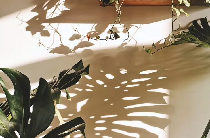 Polish Jungle