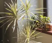 Polish Jungle