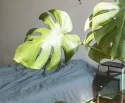 Polish Jungle