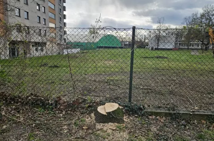 Tree cutting before the start of construction of the Ice Arena