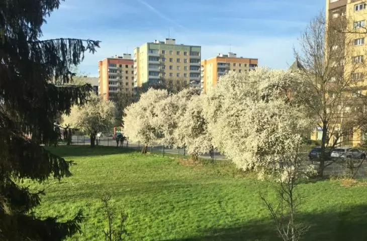 The clearing where the Ice Arena is currently being built