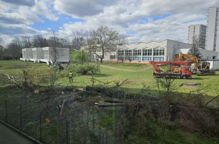 Tree cutting and view of the modernist KSOS complex