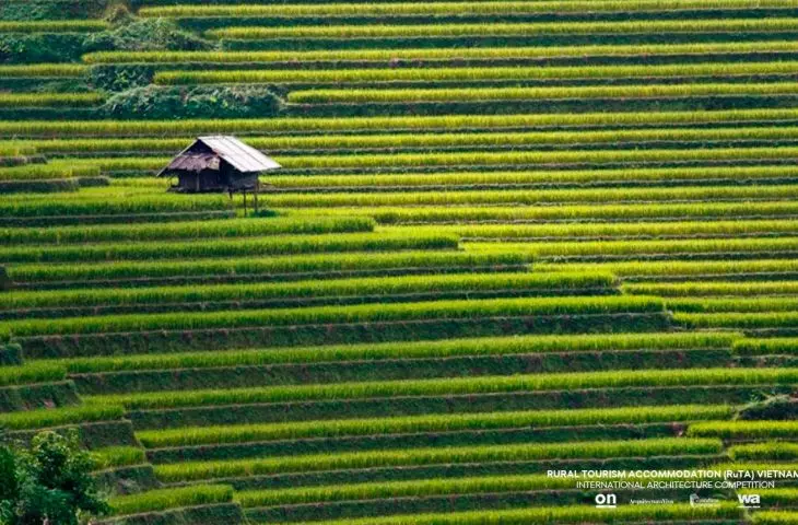 Rice fields in Vietnam