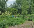dokumentacja z prac terenowych z ćwiczeń rozbiórki terenów zieleni w Arboretum w Bolestraszycach