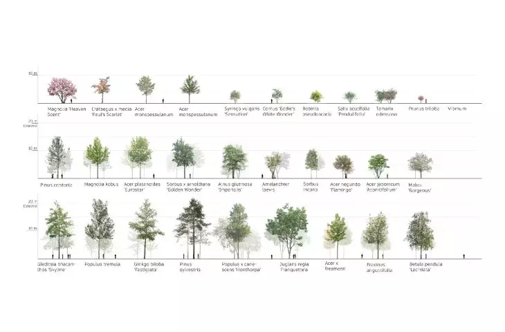 tree species