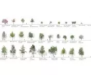 tree species