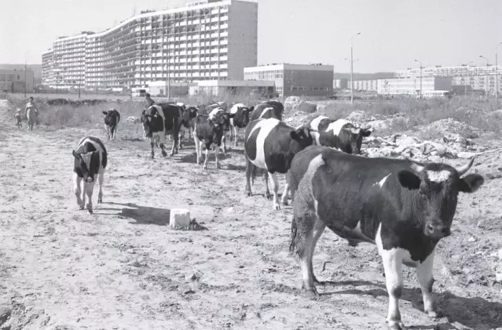 falowiec w 1974 r.