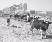 falowiec w 1974 r.