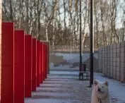 Nowe schronisko w Wałbrzychu