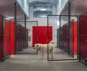 Nowe schronisko w Wałbrzychu