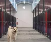 Nowe schronisko w Wałbrzychu