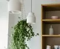 The apartment is full of plants that enliven the interior
