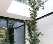 Architekt zrobił miejsce dla drzew