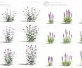 Modele roślin w aplkacji Gardenphilia DESIGNER - proj. Stefan Daszewski