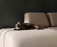Sofa FRANK