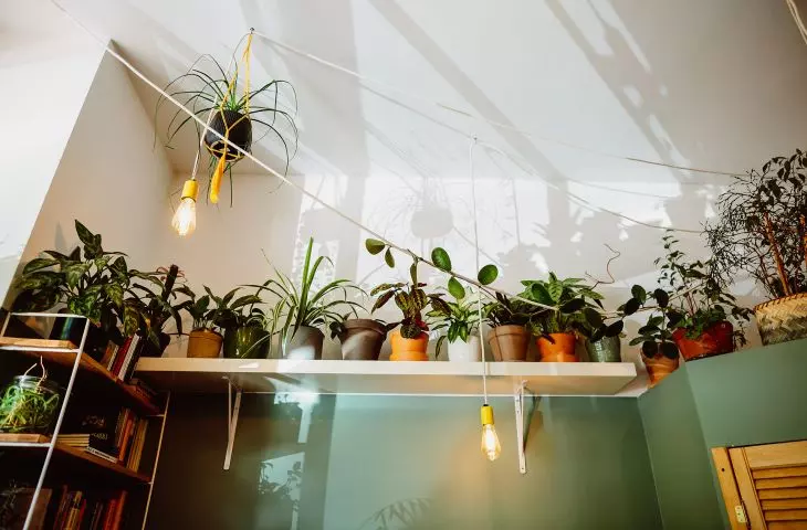 cafe Greenhouse