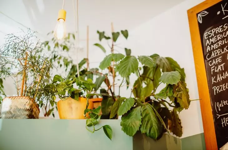 cafe Greenhouse