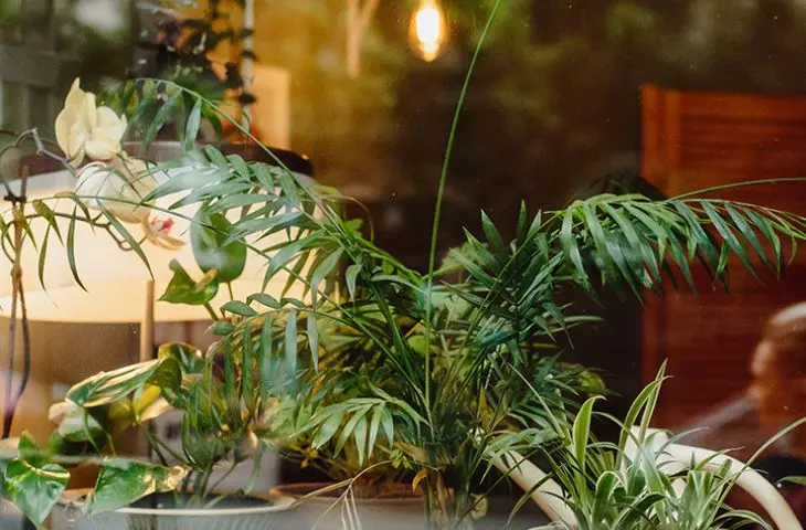 cafe Greenhouse