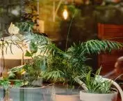 cafe Greenhouse