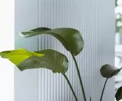 White on the walls 