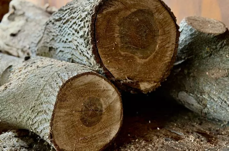 carpentry schools
