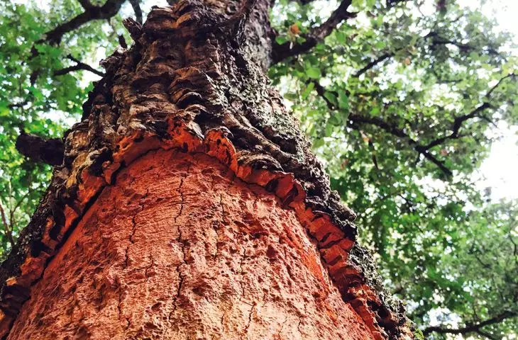 Cork oak - a natural source of raw material