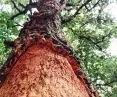 Cork oak - a natural source of raw material