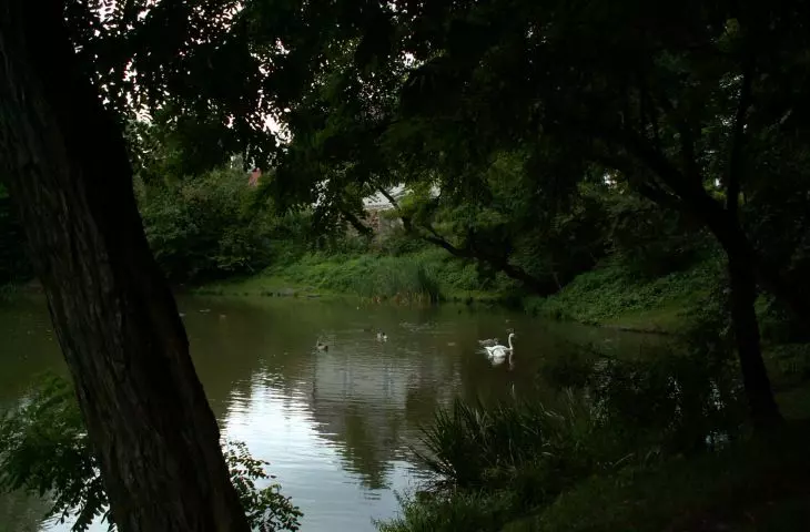 Łabędzie pływające po stawie przy ulicy Kaczeńcowej