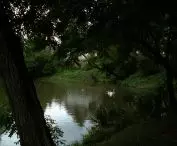 Swans swimming in a pond on Duck Street