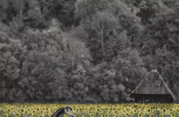 sunflowers