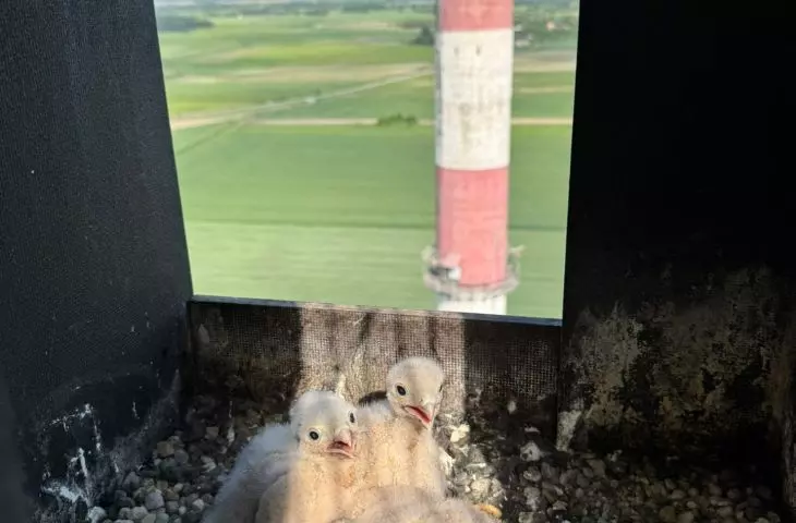 Gdy przemysł spotyka naturę – Zajrzyj do pustułek z zakładów Cemex