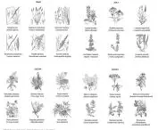 projected plantings