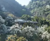 Buzzy Sunny Feixue Pavilion, Lihua