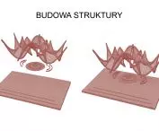 budowa struktury
