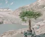 The Migrating Palm Tree,  2024