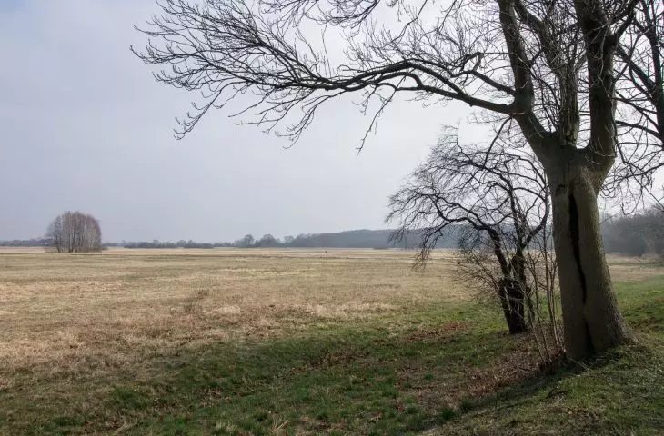 Łąki Oborskie widziane z Grobli Oborskiej, część wschodnia; z prawej na horyzoncie rezerwat przyrody Łęgi Oborskie