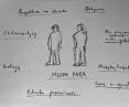 assumptions