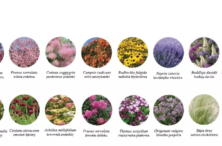 selection of species for new plantings