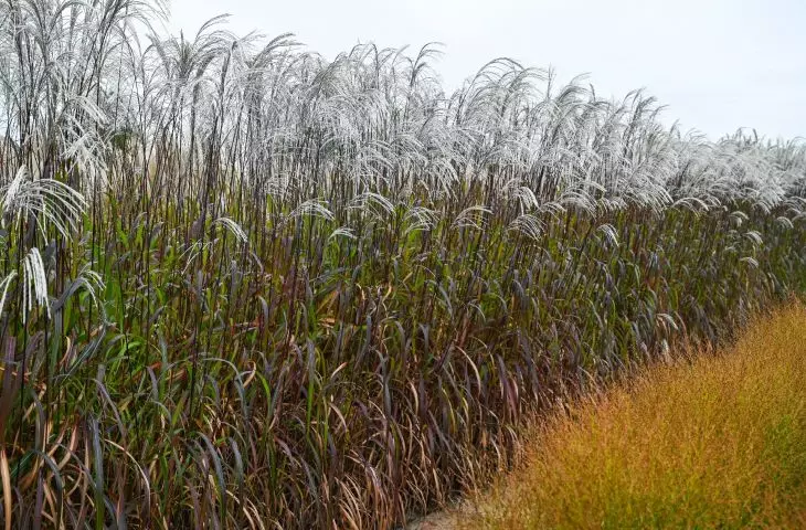 matecznik w szkółce — Miscanthus sinensis Rosi